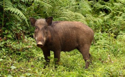 Wild pigs or boars (Sus scorfa) are native to Malaysia and also the entire of Eurasia, and are invasive in all other continents, including Australia and the Americas.